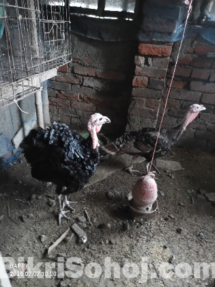 টার্কি মুরগি